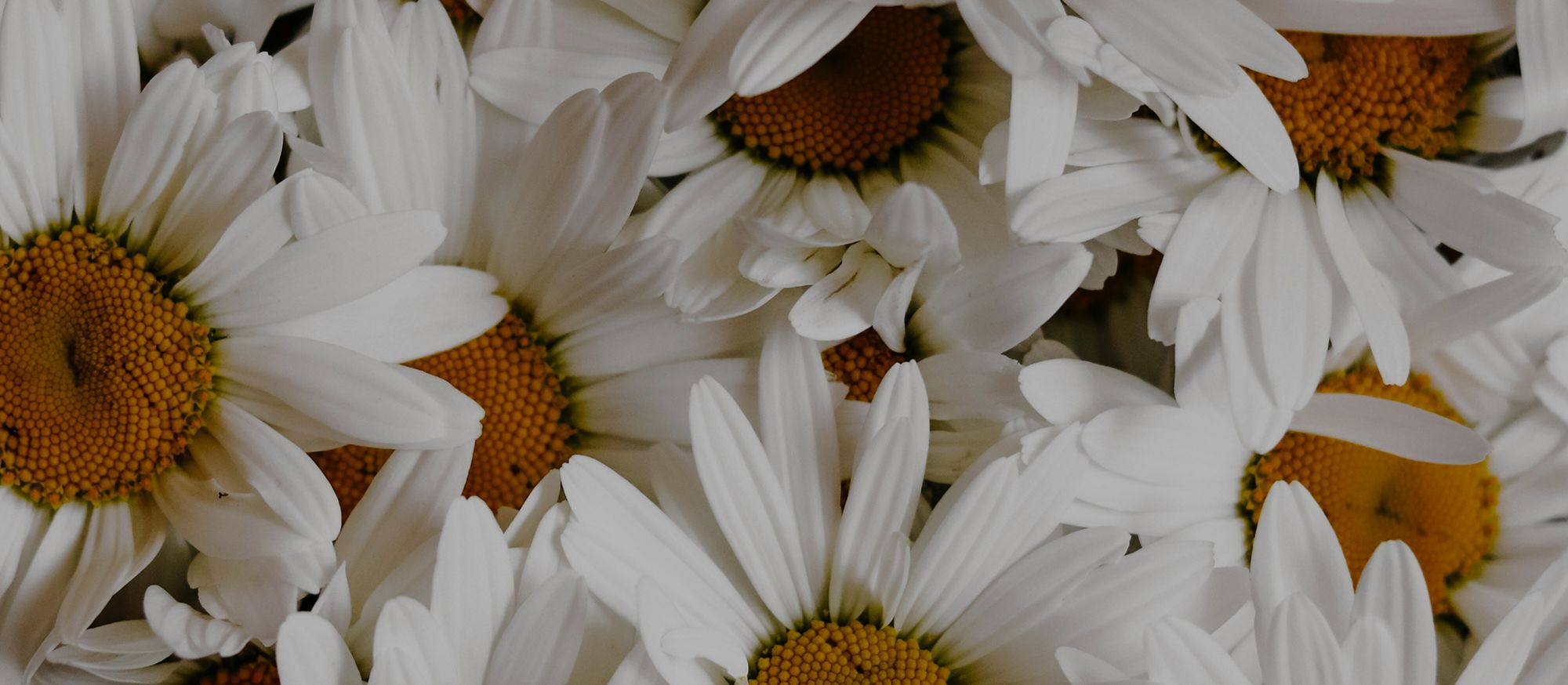 Fleurs de camomille romaine en gros plan, pétales blancs et cœur jaune, texture botanique douce et apaisante.