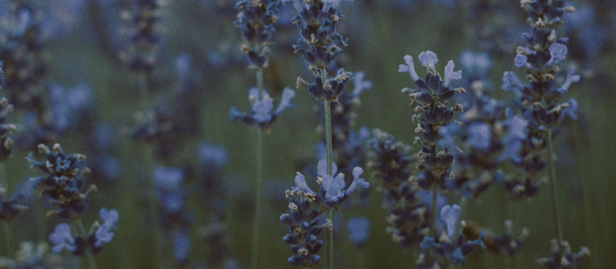 Épis de lavande vraie au crépuscule, flous doux en arrière-plan, atmosphère calme propice au rituel d’endormissement.