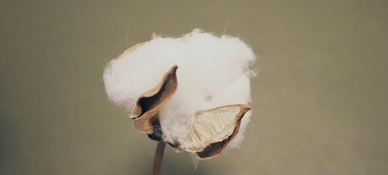 Fleur de coton naturelle