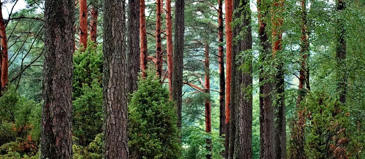 Forêt d’hévéas illustrant la culture du latex naturel comme ressource renouvelable