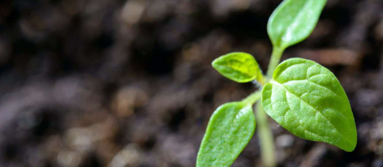 Jeune pousse verte dans la terre, symbole de renouveau et d’économie circulaire pour les matelas