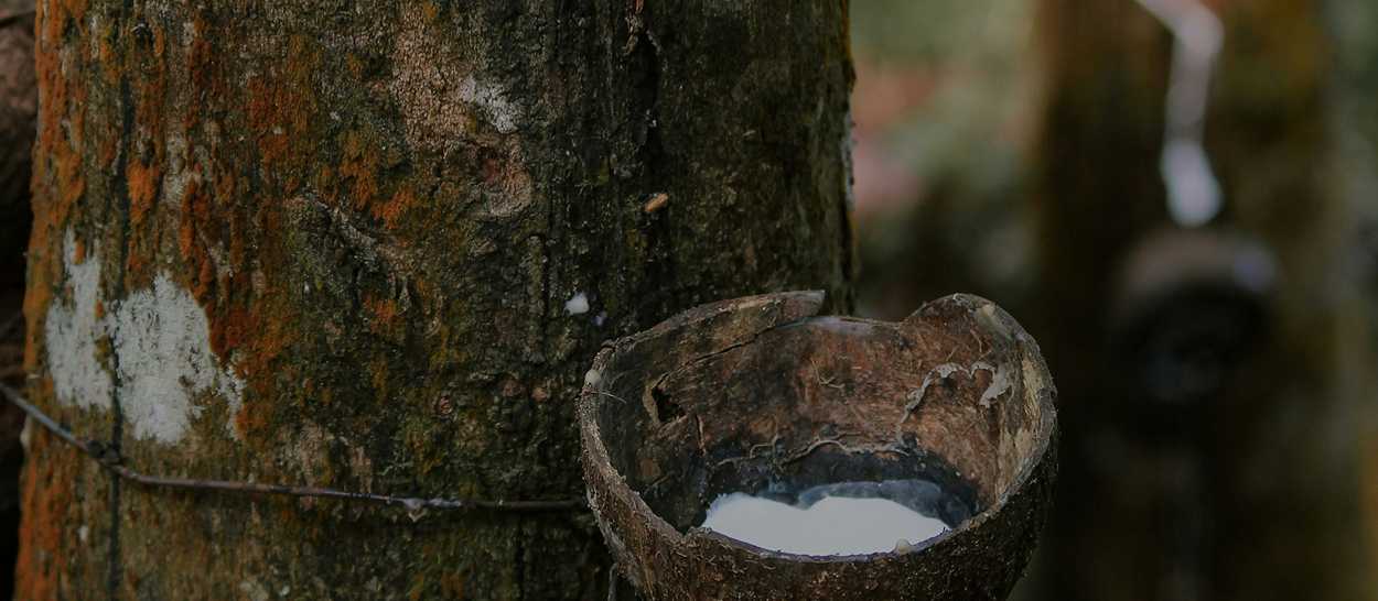 sève d’hévéa récoltée pour fabriquer un matelas en latex naturel Kipli