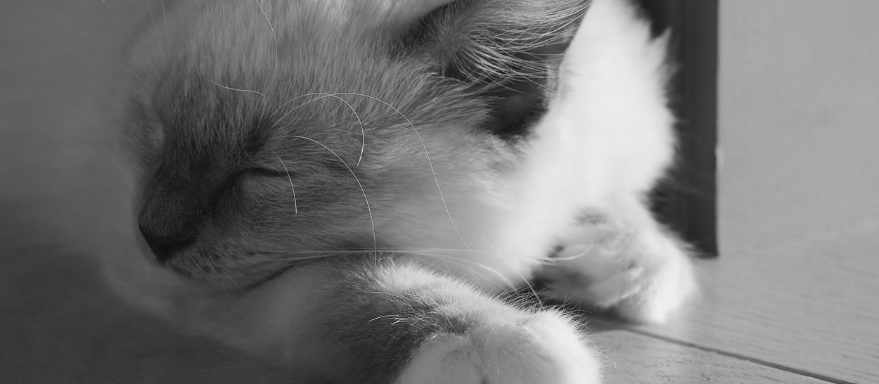 Chat endormi en pleine journée, symbole d’une pause courte et réparatrice illustrant la micro-sieste au travail