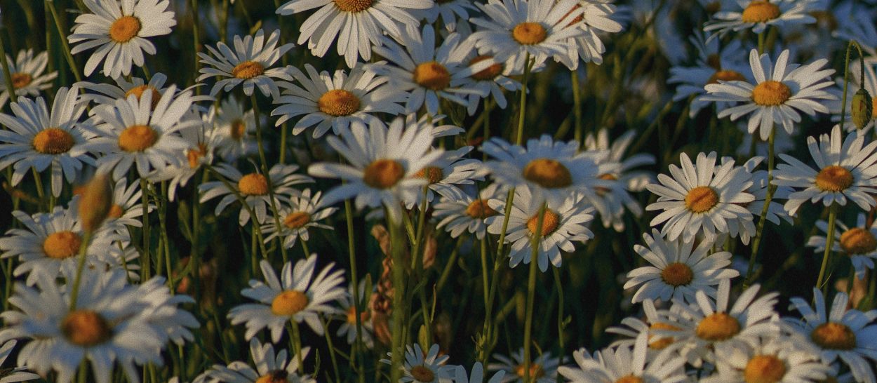 Camomille, mélisse et passiflore, trois plantes pour mieux dormir et favoriser le sommeil en fin de journée.