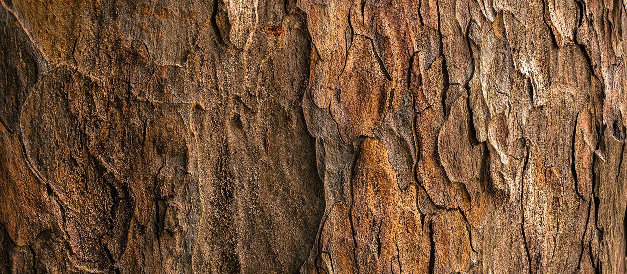 Gros plan écorce d'arbre, texture naturelle du bois massif, contraste avec matériaux synthétiques