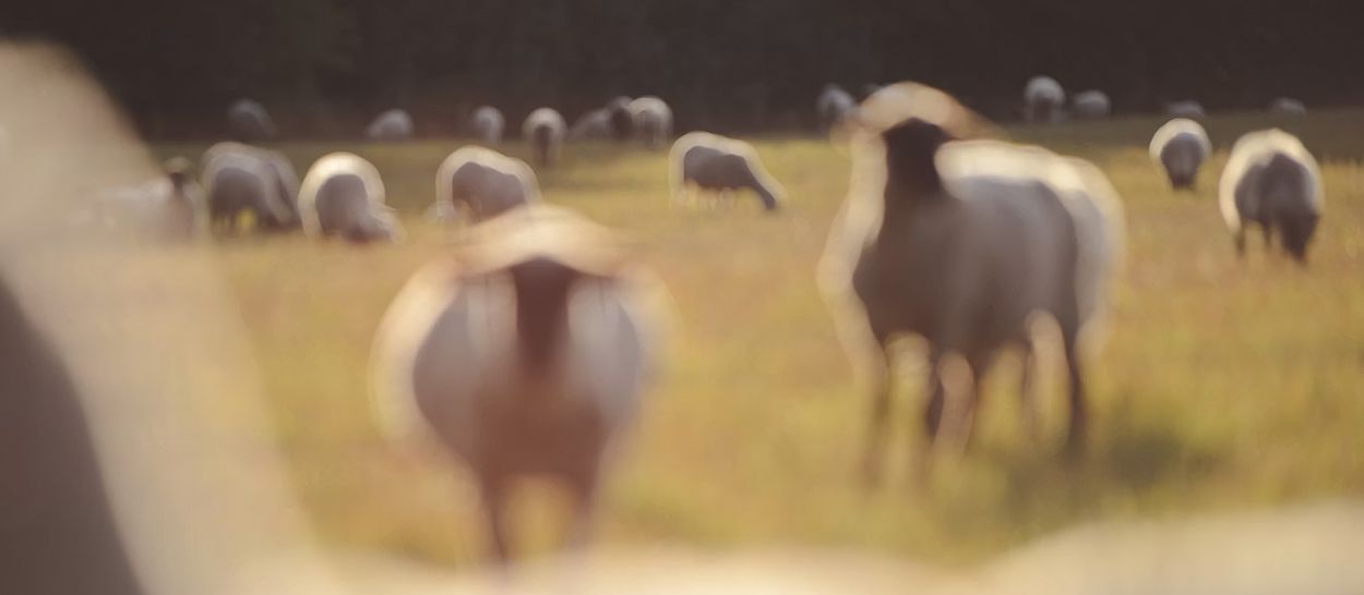 Troupeau de moutons paissant dans un pâturage au soleil, illustrant l'origine naturelle et locale de la laine, matière renouvelable et thermorégulatrice utilisée dans la literie Kipli