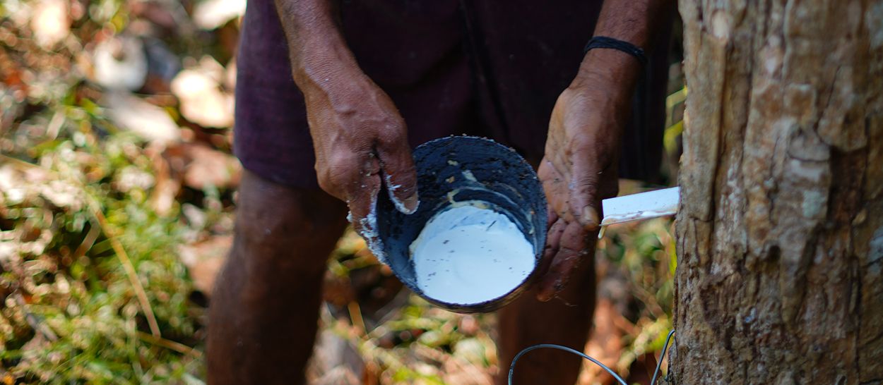 Récolteur tenant un récipient rempli de sève de latex blanche récoltée au pied d'un hévéa dans une plantation, illustrant l'art de la saignée qui permet de recueillir le latex naturel sans détruire l'arbre