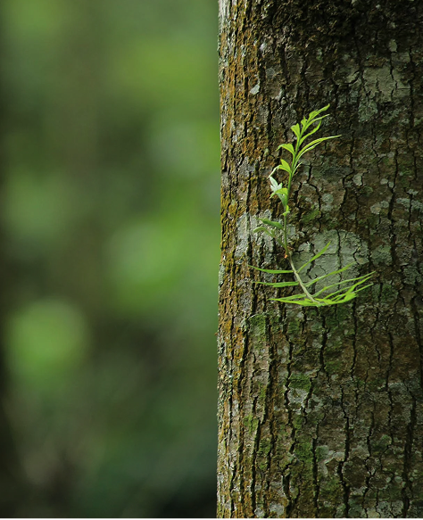 Moreganic : et si un latex pouvait réparer la nature ?