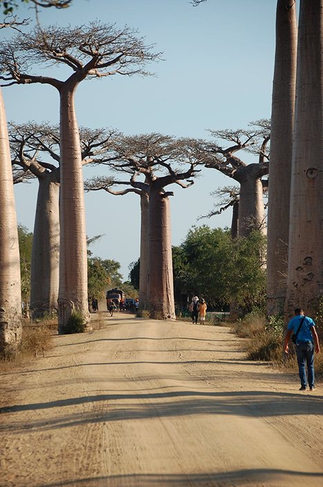 Collection Baobab : une histoire de racines, de formes et d’équilibre