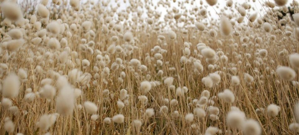 Coton conventionnel versus coton bio : quelle différence ?