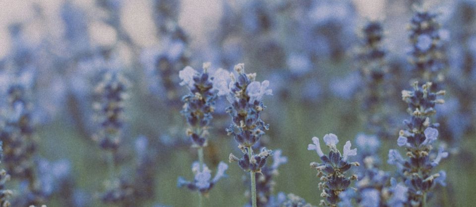 Plantes pour bien dormir : une approche naturelle pour un sommeil plus apaisé