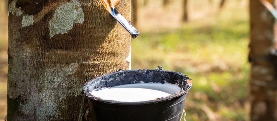 Hévéa : l'arbre dont naît le latex naturel de votre matelas